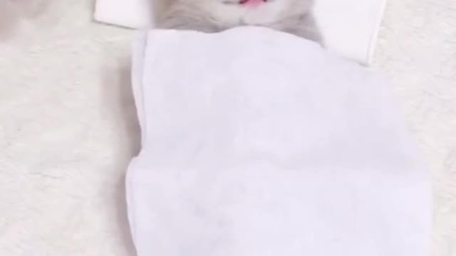 My kitty passed away during the video