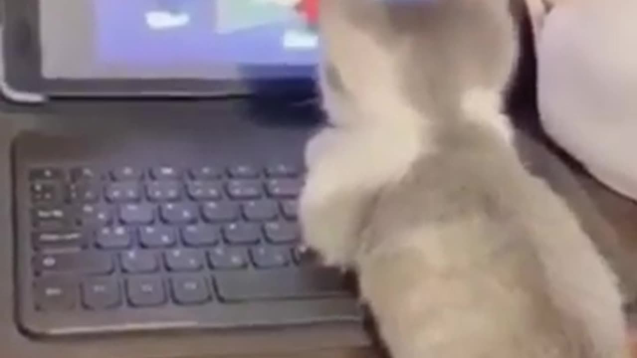 funny cats animal videos 2024 | #4.