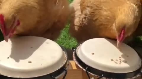 Chicken Drummers😂