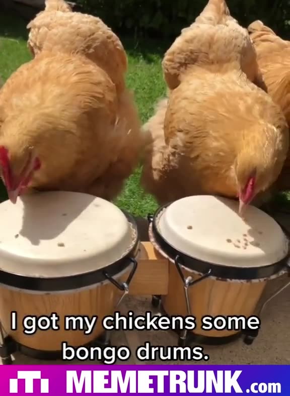 Chicken Drummers😂