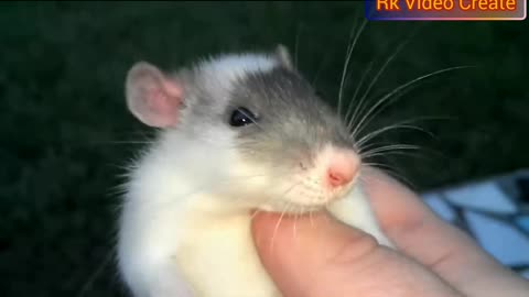 Pet Animals Rat From Full Enjoy To American