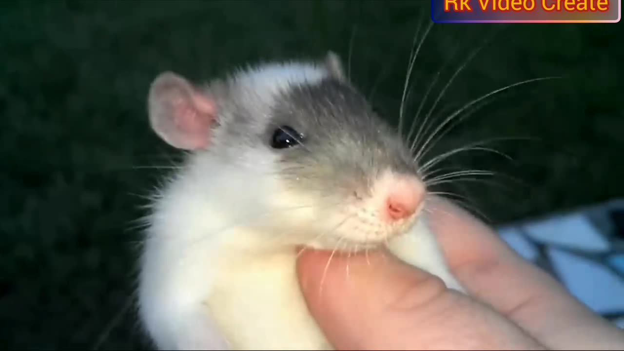 Pet Animals Rat From Full Enjoy To American