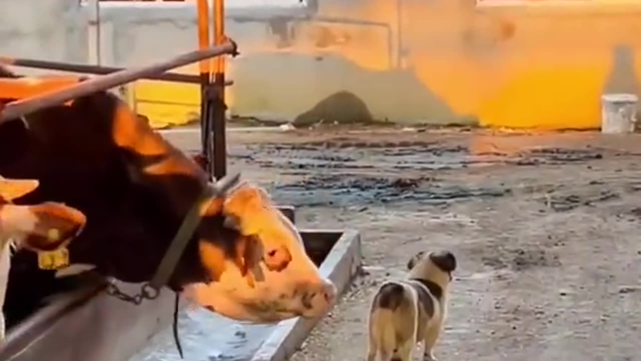 Funny animal reels 😂😂😂