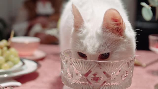 A Cat Licking The Crystal Glass on Top of the Table