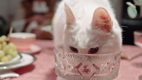 A Cat Licking The Crystal Glass on Top of the Table