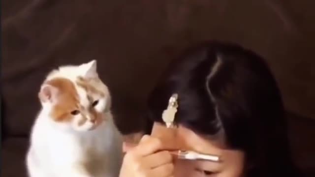 Funny cat collection, watch and laugh again