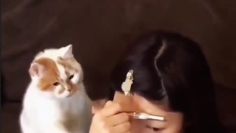 Funny cat collection, watch and laugh again