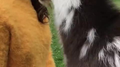 Funny Goat