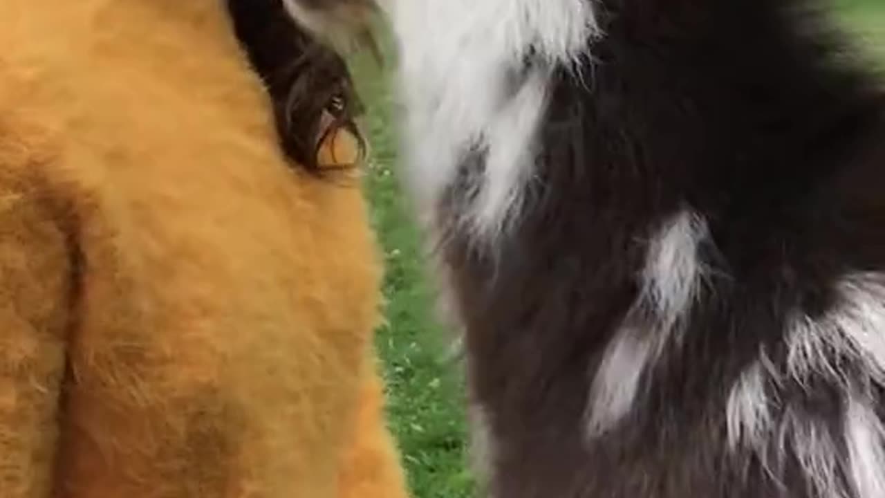 Funny Goat