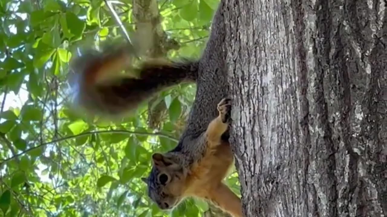 Funny squirrel