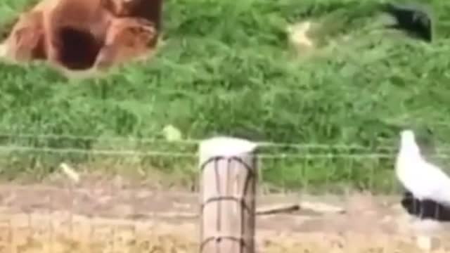 funny moments with animals 23