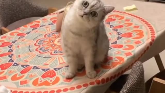 Baby cats:cute and funny Cat reaction compilation