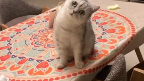 Baby cats:cute and funny Cat reaction compilation