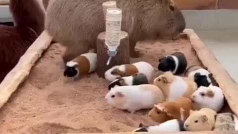 Capybara and piglets?