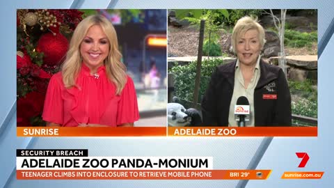 Student jumps in panda enclosure at Adelaide Zoo to retrieve mobile phone Sunrise