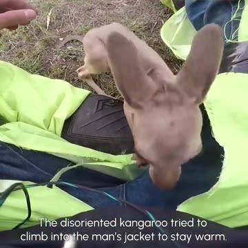 Adorable Baby Kangaroo Outback Rescue | Hero of the Week