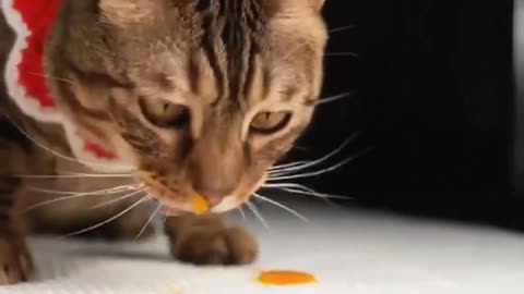 Cat Eating So Amazing