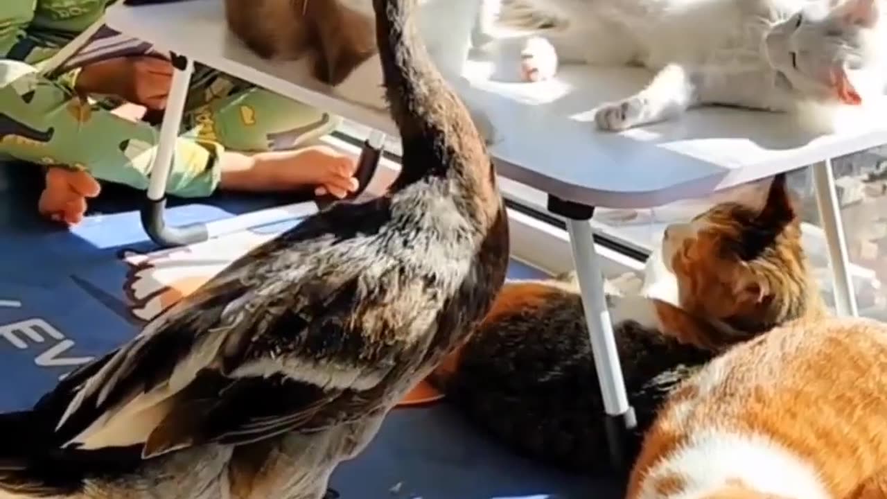 funny animal video