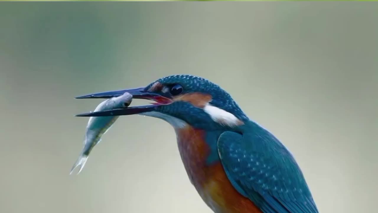 Secrets of the Kingfisher: Stunning Dives and Incredible Feats