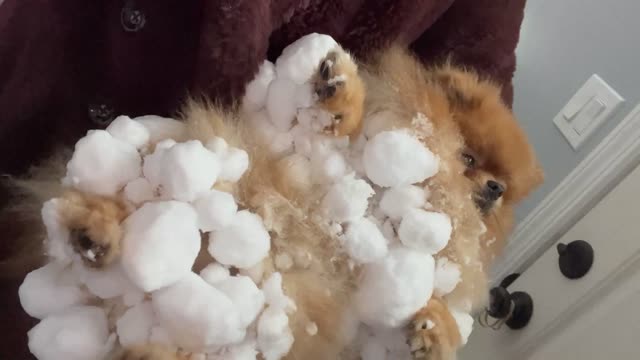 When your Pom Becomes a Snow Pom Pom