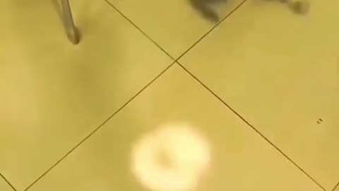 Funny😂 Cat🐈 Video😁😁😂