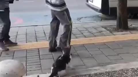 Watch what he's doing cat