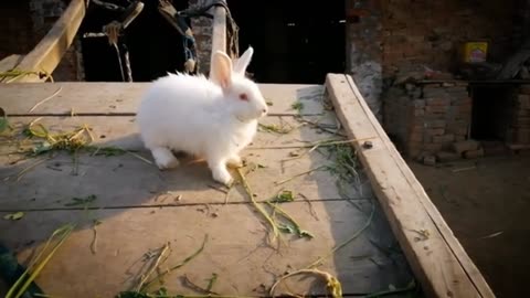 Cute rabbit