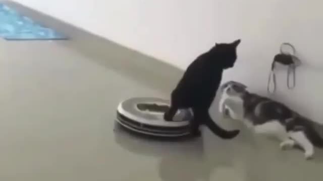 Smart CAT knows the working of the Robot vacuum cleaner