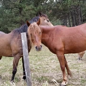 Horses - You Scratch my back. I Scatch your back