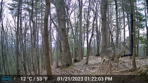 The Woods – 01/22/2023