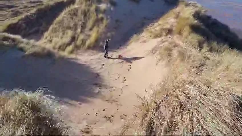 Whippet beach run