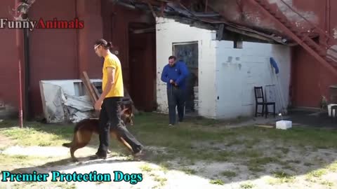 Dogs Protecting Their Owners - Dogs that are better than guns! [ Dog Training ]