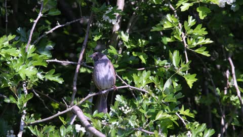 Bird Dunnock Hedge Sparrow