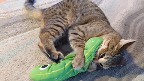 CAT LOVES WIGGLE PICKLE