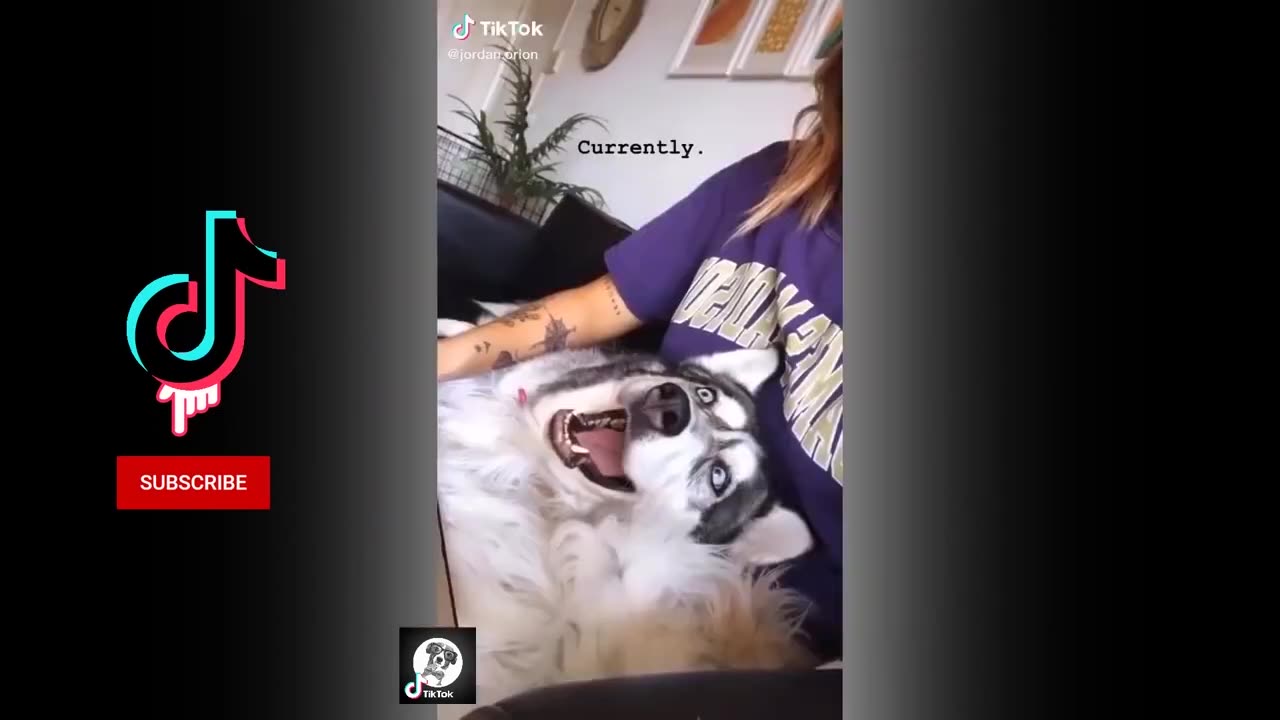 Funny pet video compilation (Husky)