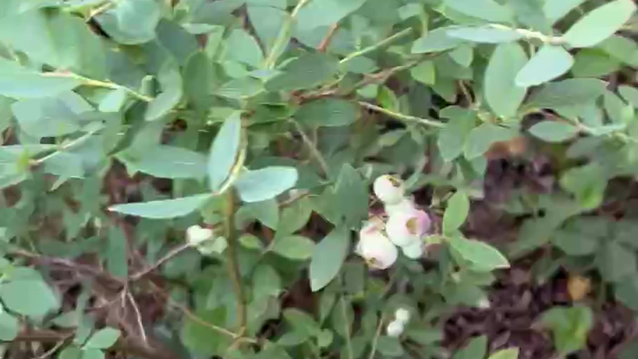 Garden 2024 Update Blueberries starting