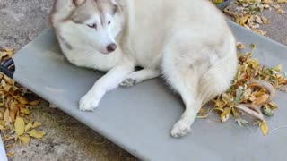 Remy lounging