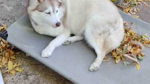Remy lounging