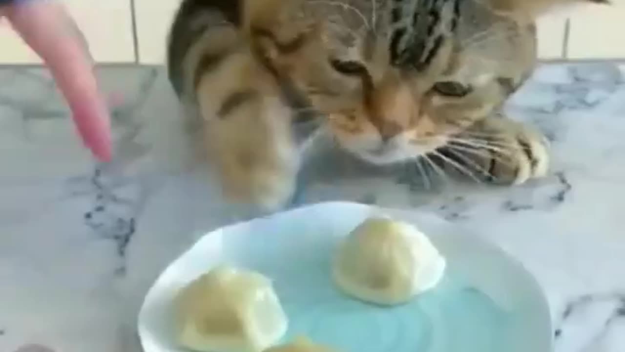 Funny Cat😽 Videos : 🤣🤣Cat Video