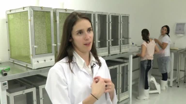 Genetically modified mosquitoes to combat dengue in Brazil