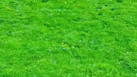 In the beautiful season, I will accompany you to see the grassland
