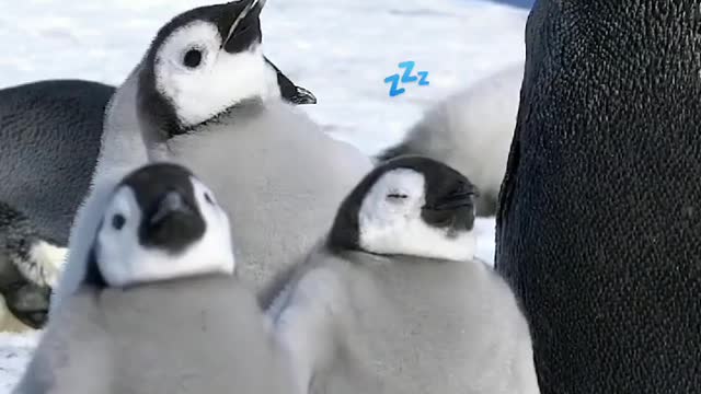 Sleeping standing up 🇦🇶 Cape Washington