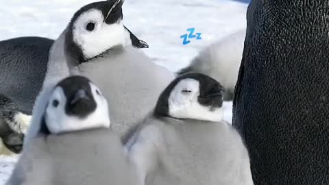 Sleeping standing up 🇦🇶 Cape Washington