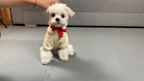 CUTE PUPPY IS A TOP MODEL