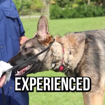 This Will KILL Your Dog