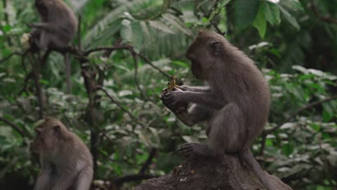 Monkey peeling a fruit