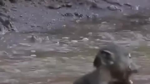 monkey vs crocodile