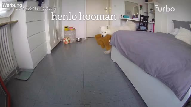 What Does My Dog Do When She's Home Alone I Furbo Dog Camera