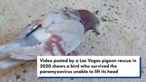 Zombie Pigeons