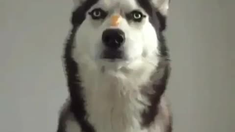 A greedy dog